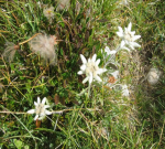 20080828-056 Les Edelweiss.JPG